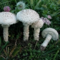 Slika Amanita vittadini