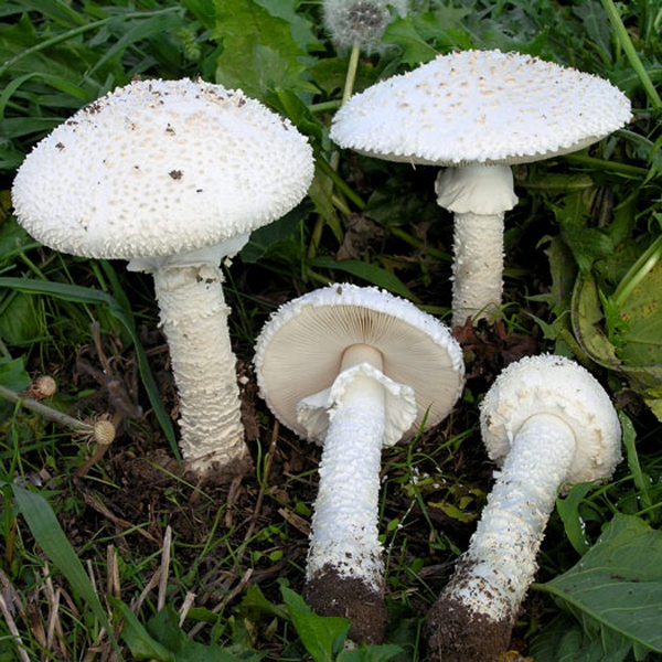 Slika Amanita vittadini