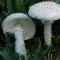 Slika Amanita vittadini
