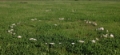 Slika Amanita vittadini