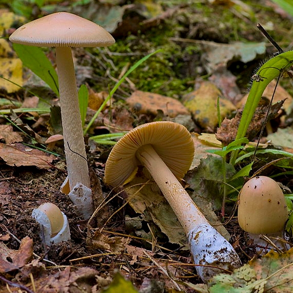 Slika Amanita flavescens