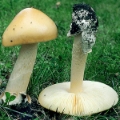 Slika Amanita flavescens