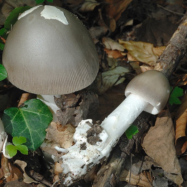 Slika Amanita huijsmanii
