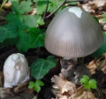 Slika Amanita huijsmanii