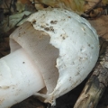 Slika Amanita huijsmanii