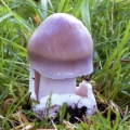 Slika Amanita magnivolvata