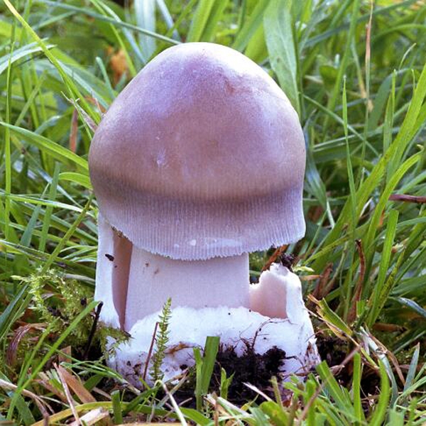 Slika Amanita magnivolvata