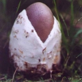 Slika Amanita magnivolvata