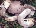 Slika Amanita magnivolvata