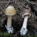 Slika Amanita submembranacea
