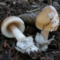 Slika Amanita submembranacea
