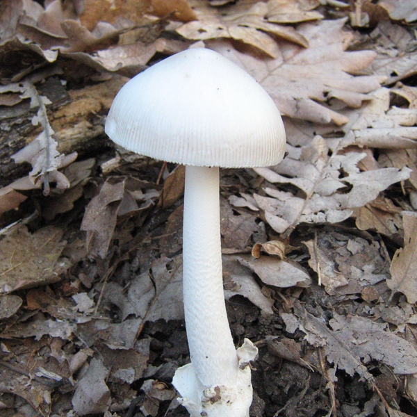 Slika Amanita vaginata var.alba