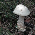 Slika Amanita vaginata var.alba
