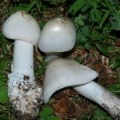 Slika Amanita vaginata var.alba
