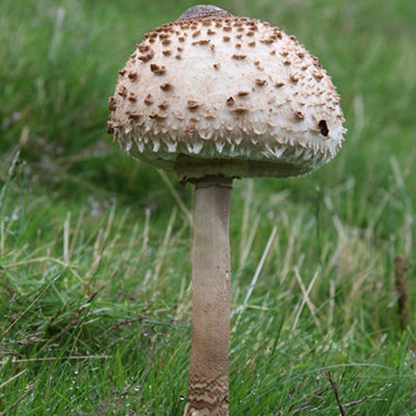 Slika Macrolepiota  procera