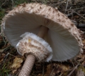 Slika Macrolepiota  procera