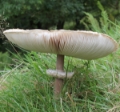 Slika Macrolepiota  procera
