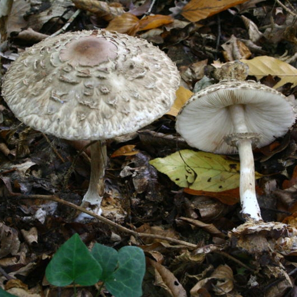 Slika Macrolepiota  rhacodes