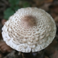 Slika Macrolepiota  rhacodes