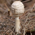 Slika Macrolepiota  rhacodes