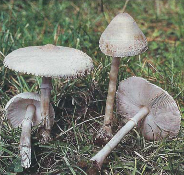 Slika Macrolepiota heim