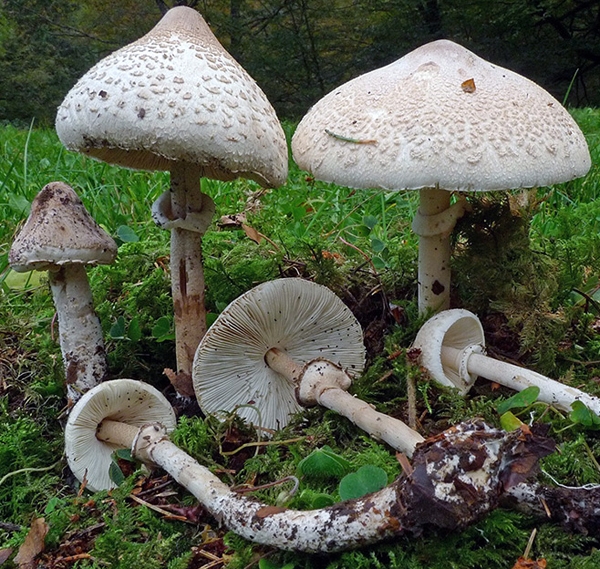 Slika Macrolepiota mastoidea