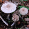 Slika Macrolepiota mastoidea