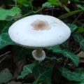 Slika Macrolepiota mastoidea
