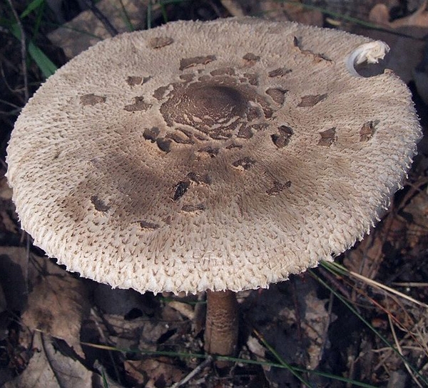 Slika Macrolepiota konradii