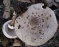 Slika Macrolepiota konradii