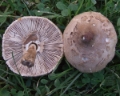 Slika Macrolepiota konradii