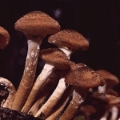 Slika Armillaria ostoyae ( obscura)