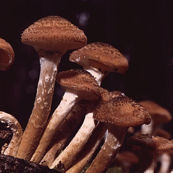 Slika Armillaria ostoyae ( obscura)