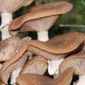 Slika Armillaria ostoyae ( obscura)