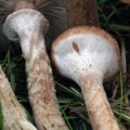 Slika Armillaria ostoyae ( obscura)