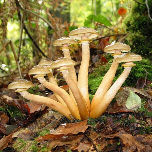Slika Armillaria mellea
