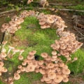 Slika Armillaria mellea
