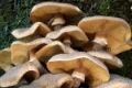 Slika Armillaria mellea