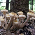 Slika Armillaria mellea