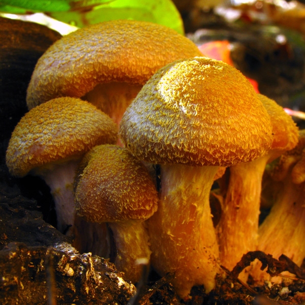Slika Armillaria gallica ( bulbosa)