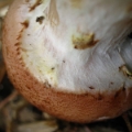 Slika Armillaria gallica ( bulbosa)