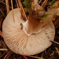 Slika Armillaria gallica ( bulbosa)