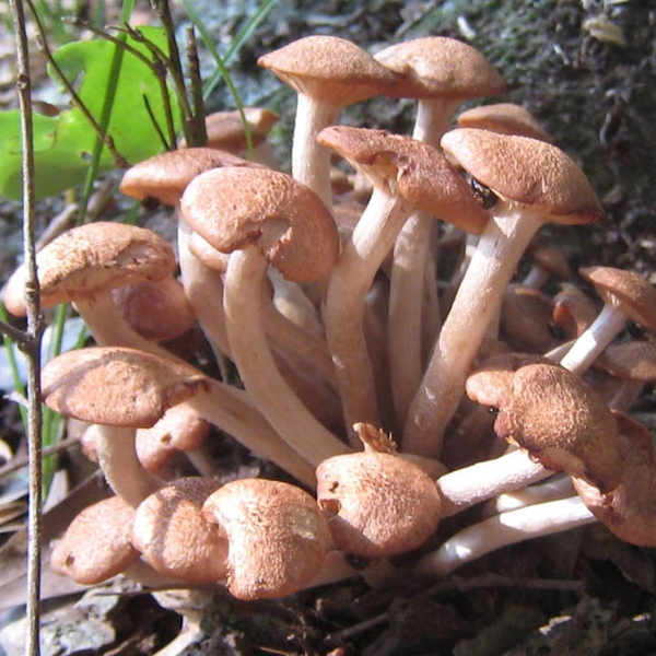 Slika Armillaria tabescens