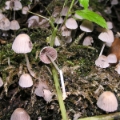 Slika Coprinus disseminatus