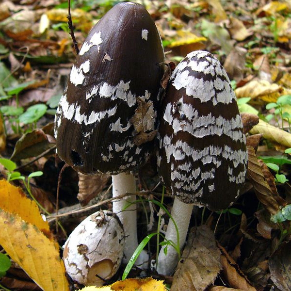 Slika Coprinus picaceus