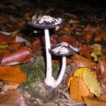 Slika Coprinus picaceus