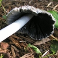 Slika Coprinus picaceus