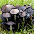 Slika Coprinus atramentarius