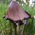 Slika Coprinus atramentarius