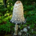 Slika Coprinus comatus